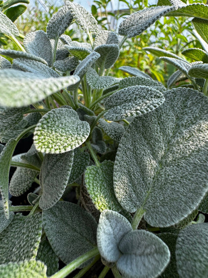 Salvia officinalis 'Berggarten' (sage 'Berggarten')