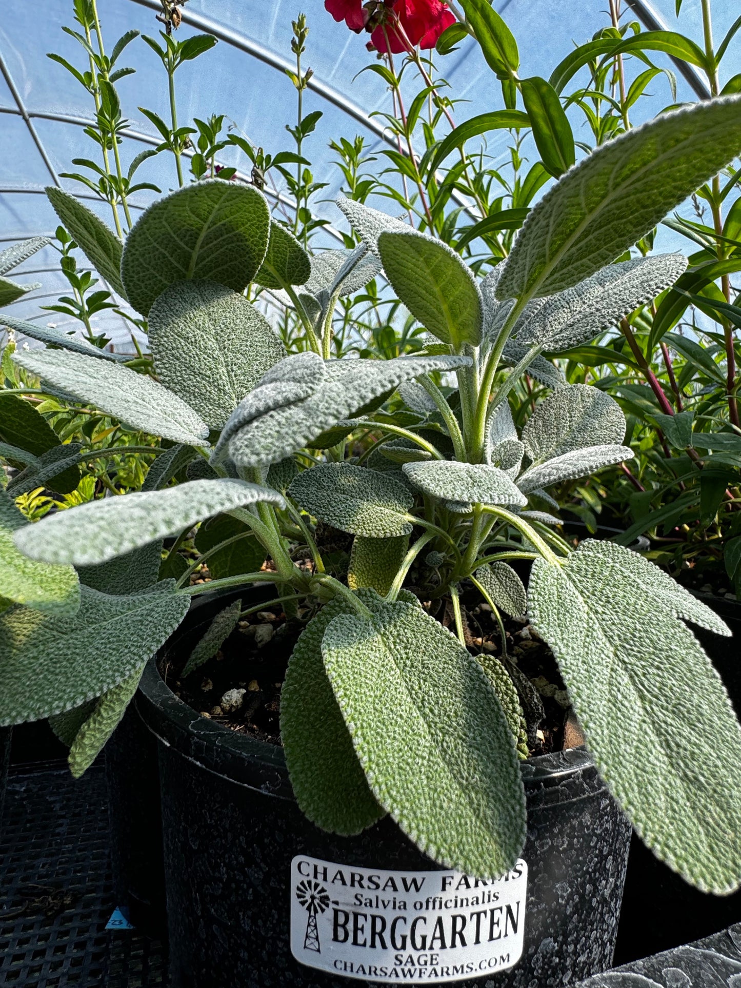 Salvia officinalis 'Berggarten' (sage 'Berggarten')
