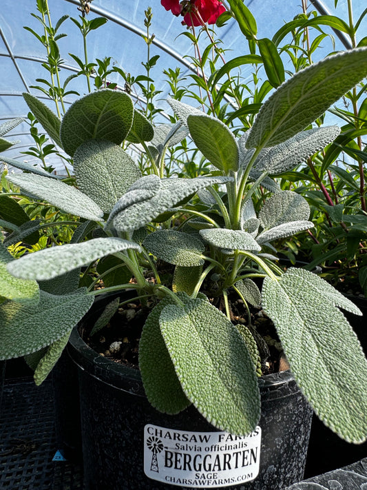Salvia officinalis 'Berggarten' (sage 'Berggarten')