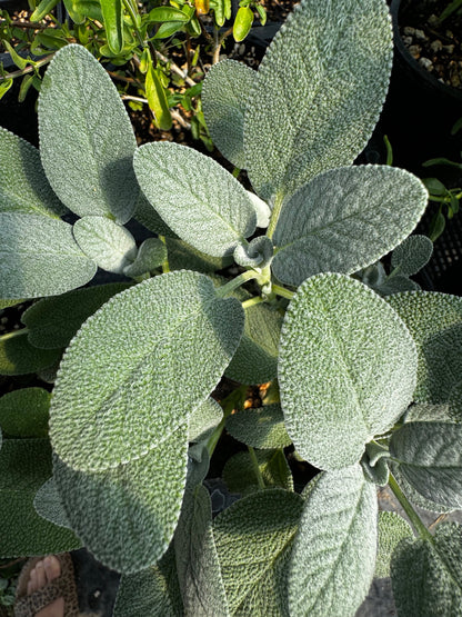 Salvia officinalis 'Berggarten' (sage 'Berggarten')