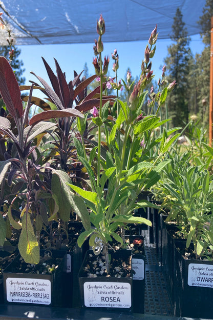 Salvia officinalis 'Rosea' potted plant