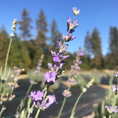 Seals Seven Oaks Lavender