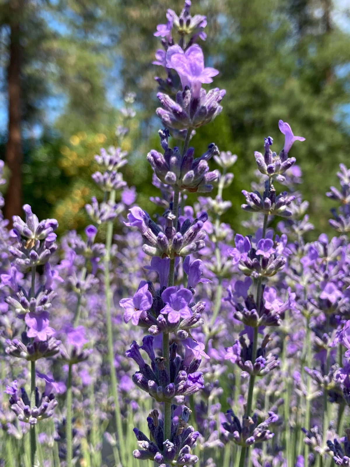 Seals Seven Oaks English lavender with violet flowers in bloom