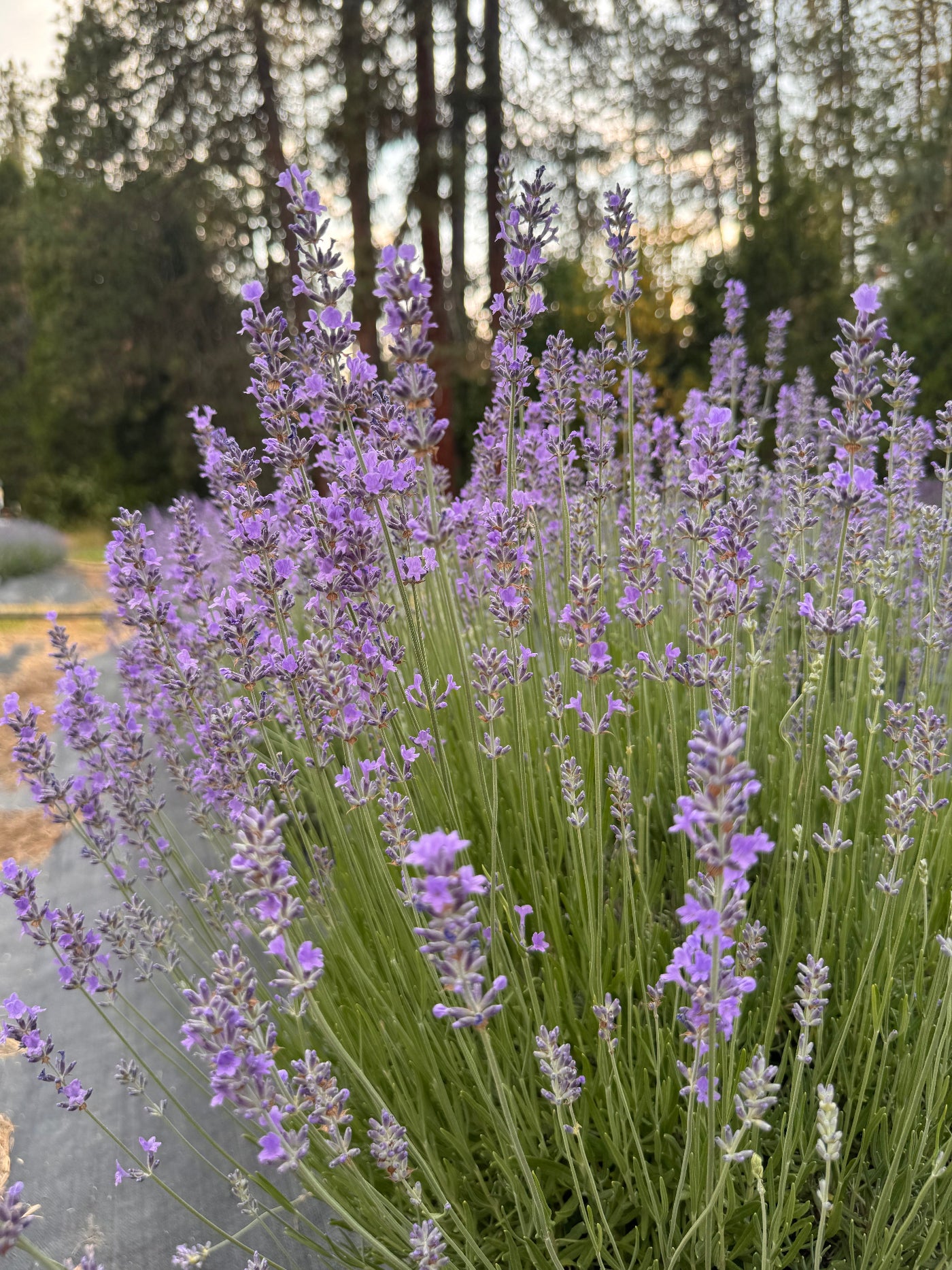 Lavender flower spikes on Seals Seven Oaks variety