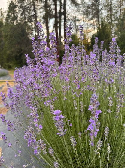 Lavender flower spikes on Seals Seven Oaks variety