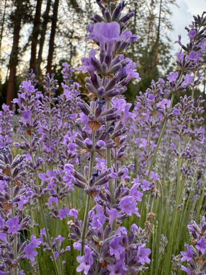 Close up of violet flowers with light purple calyces