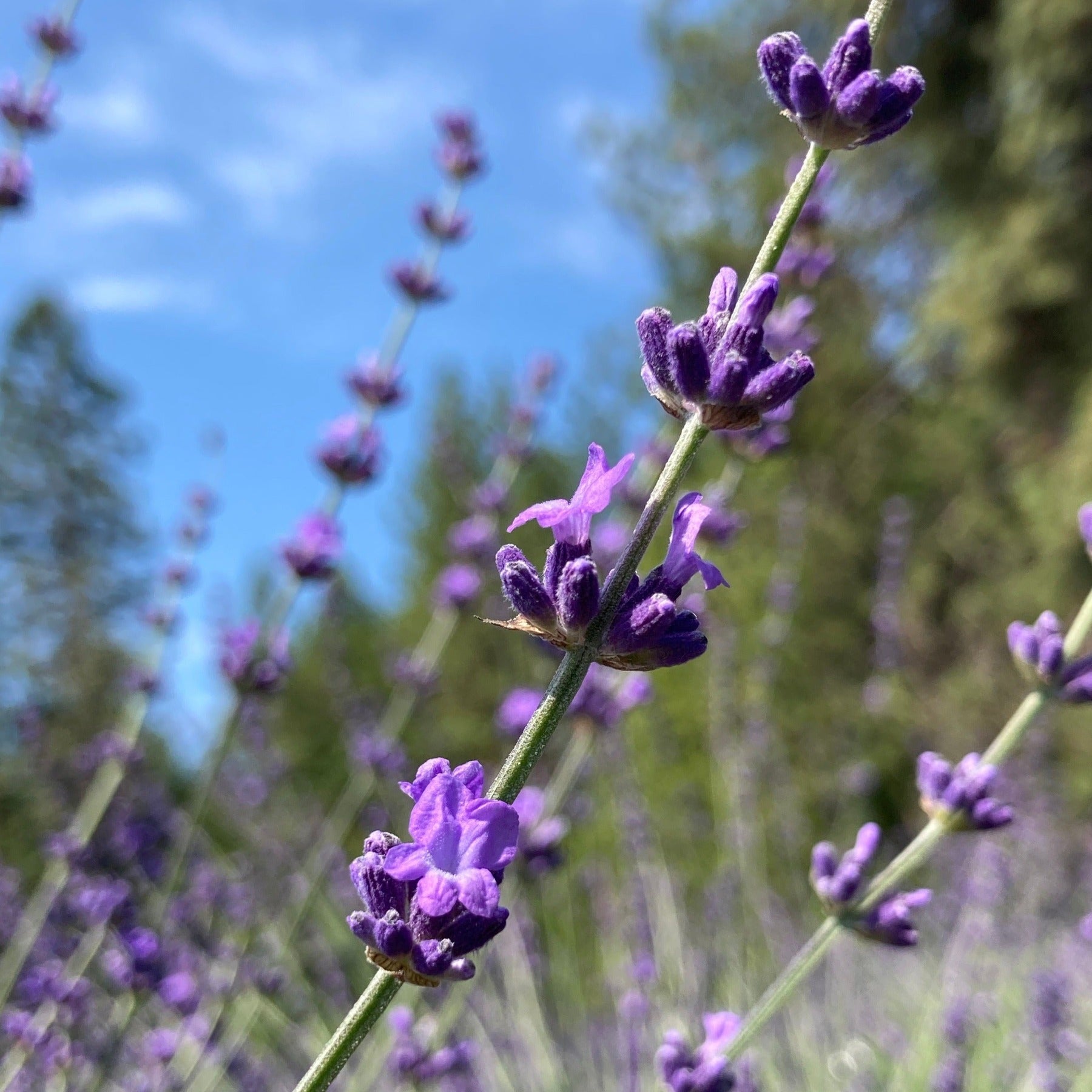 Sharon Roberts English Lavender Plants – Fragrant & Hardy