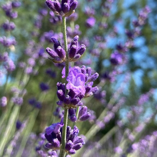 Sharon Roberts lavender bloom