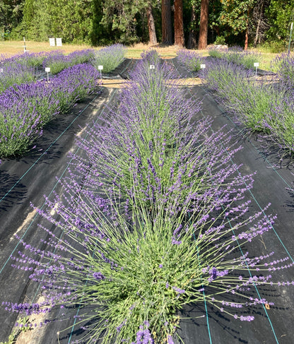 phenomenal lavender seeds Sharon Roberts English Lavender Plants – Fragrant & Hardy