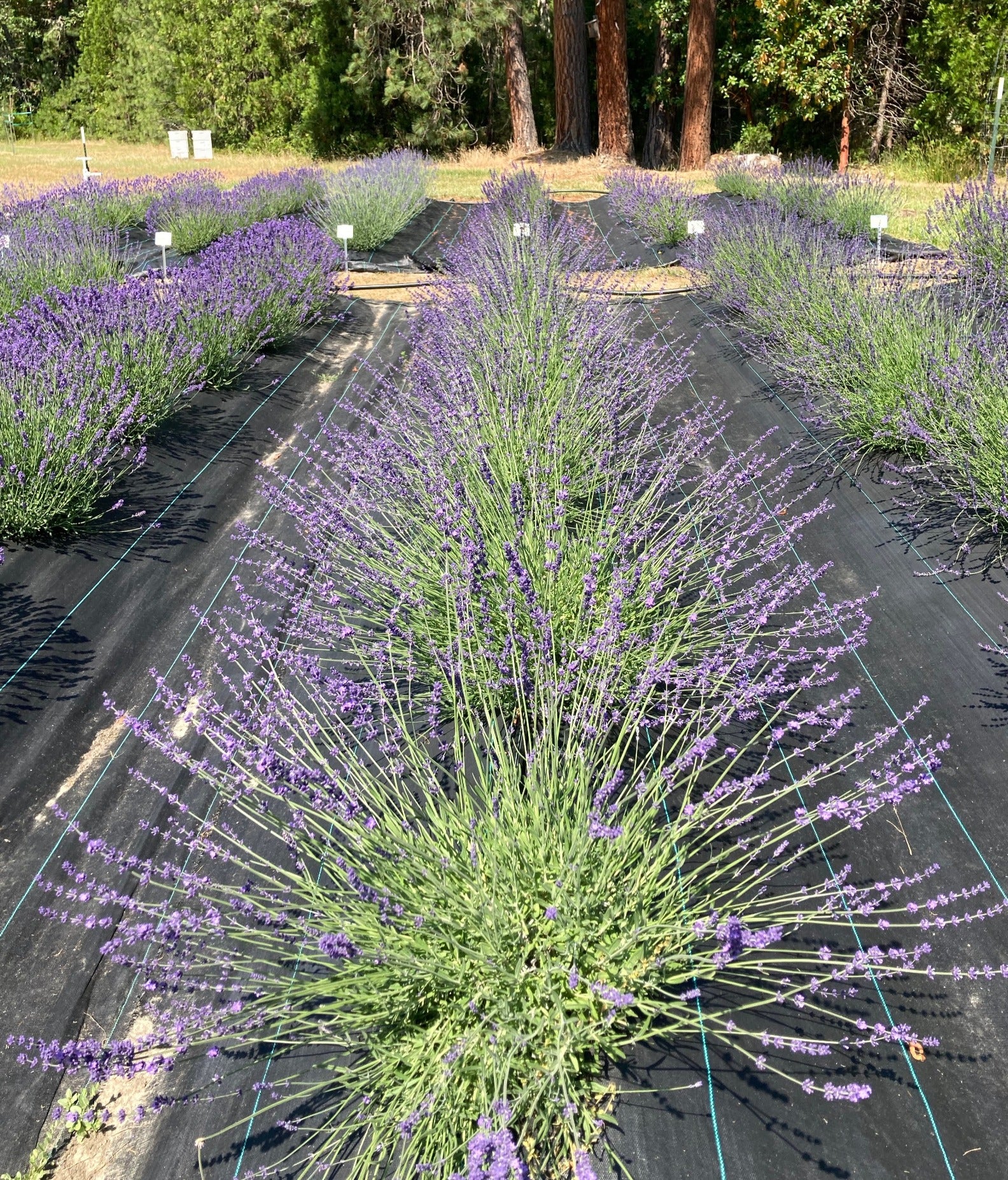 planting rows of lavender Sharon Roberts English Lavender Plants – Fragrant & Hardy