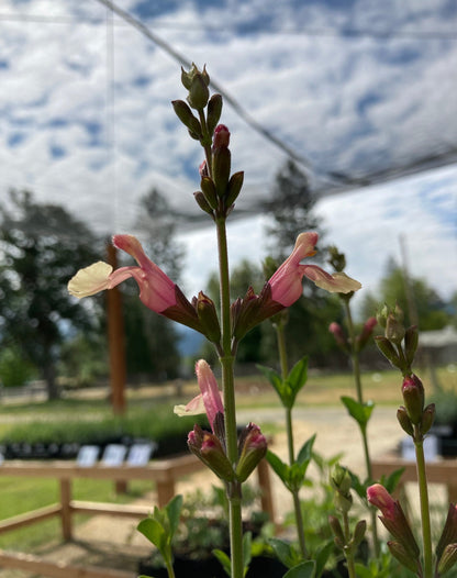 Sierra San Antonio Sage