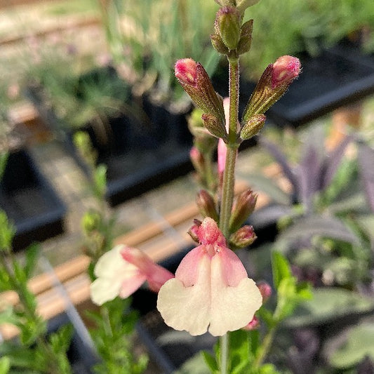 Sierra San Antonio Sage bloom