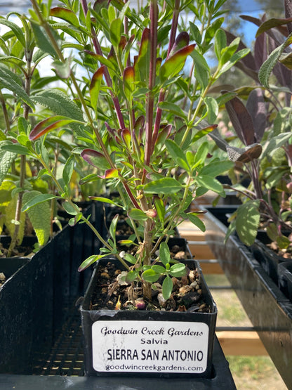Sierra San Antonio Sage potted plant