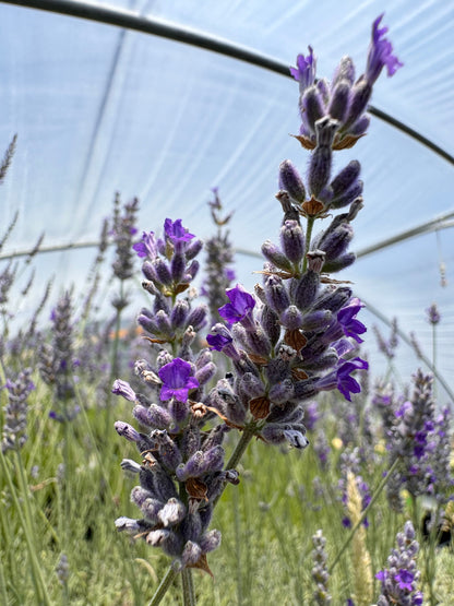lavender plant with silver leaves Lavandula 'Silver Frost' Lavender (Kathleen Elizabeth) (Lavandula x ch – Charsaw Farms