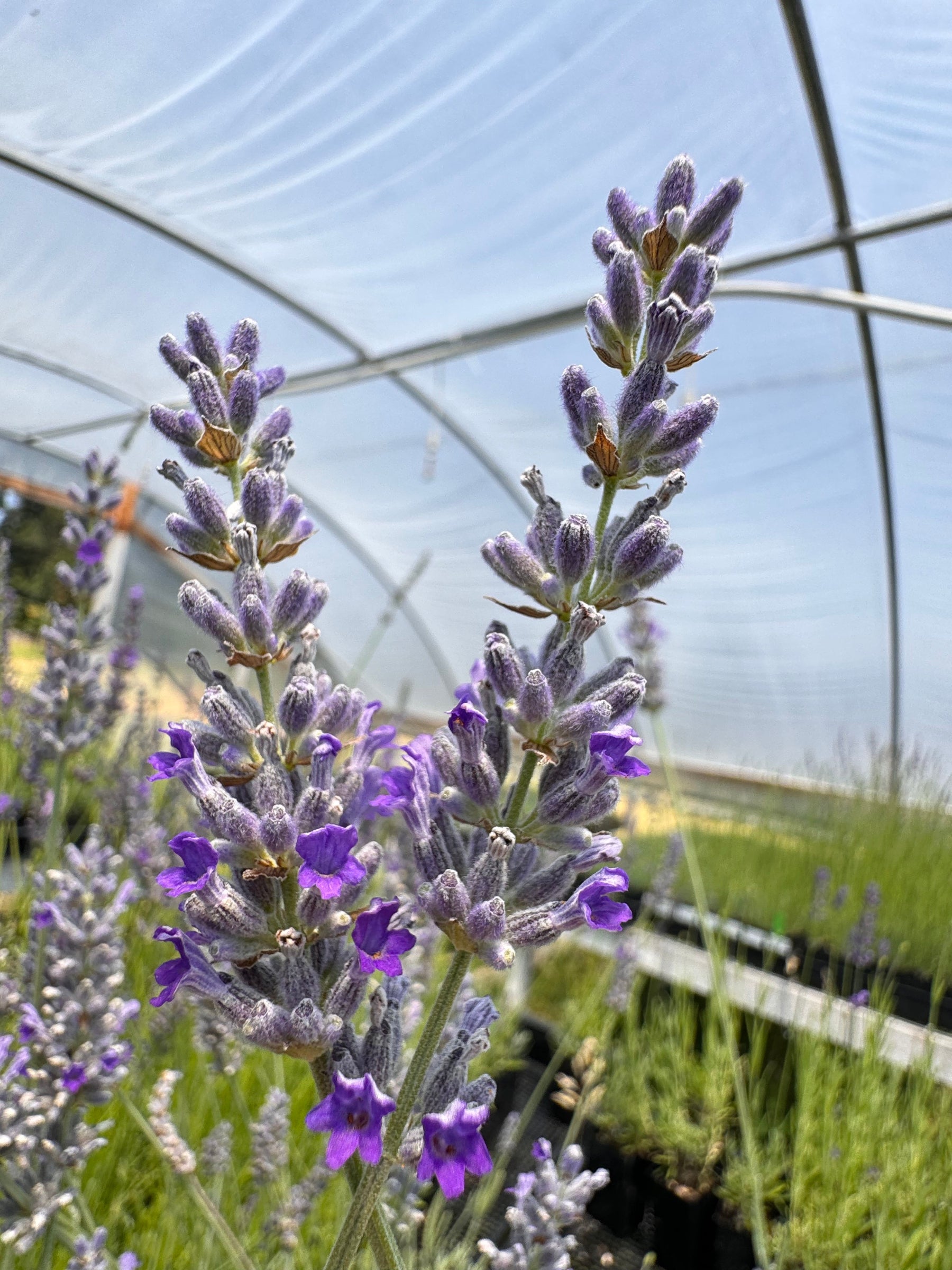 lavender plant colours Lavandula 'Silver Frost' Lavender (Kathleen Elizabeth) (Lavandula x ch –  Charsaw Farms