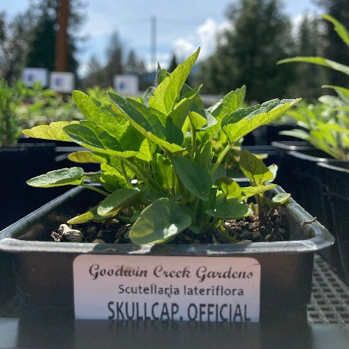 Skullcap Official, potted plant