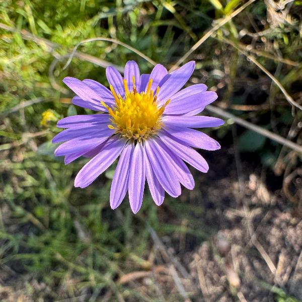 Blooming Smooth Aster flower with light purple petals and a yellow center. 