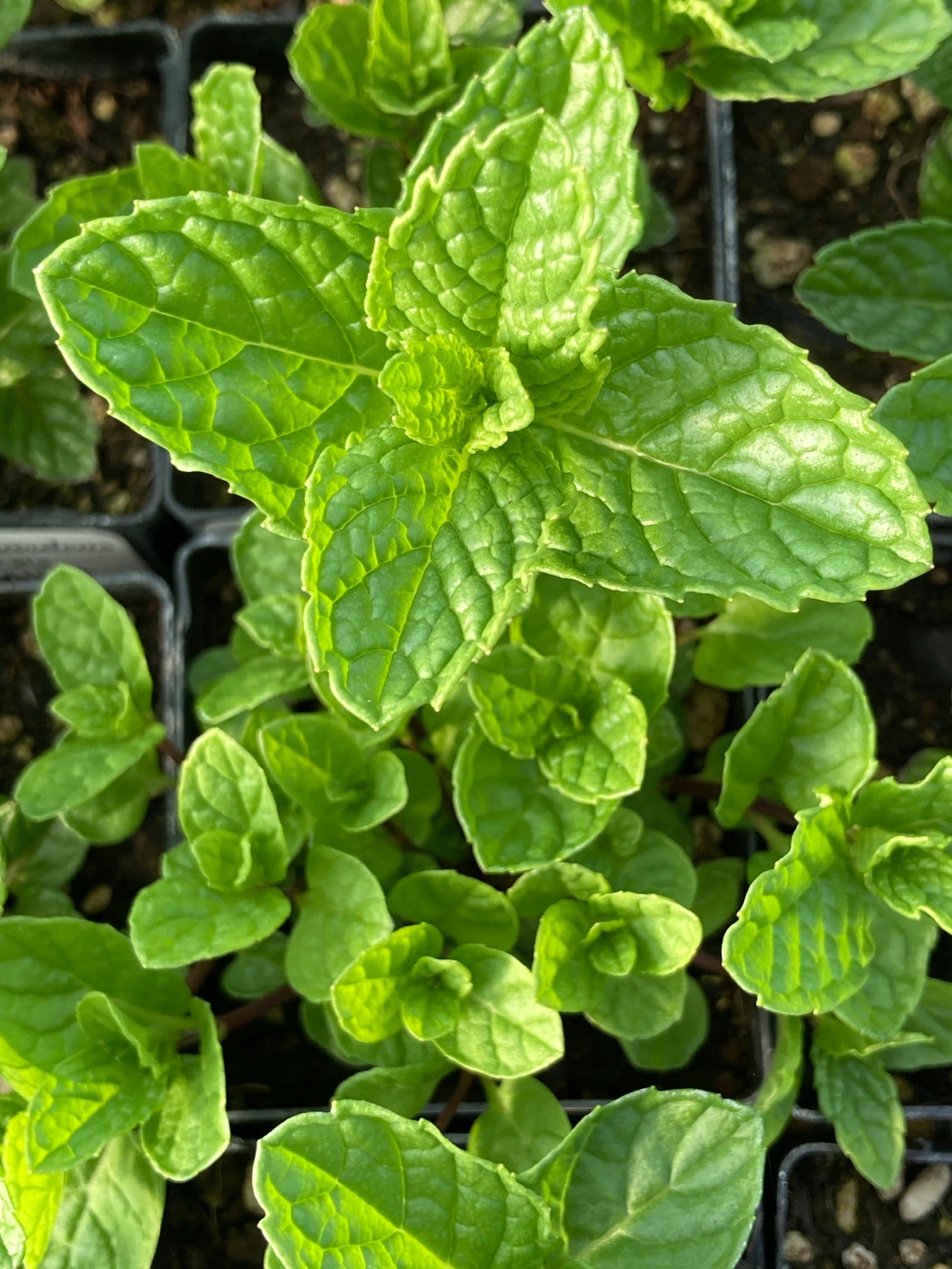 Mentha spicata (Spearmint) | potted plant