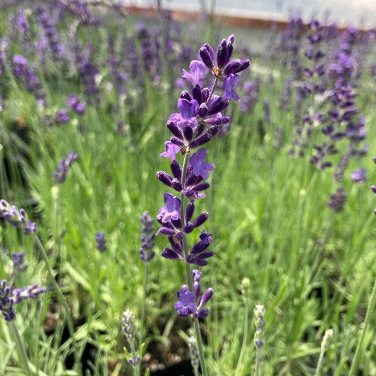 Super Bleu lavender bloom