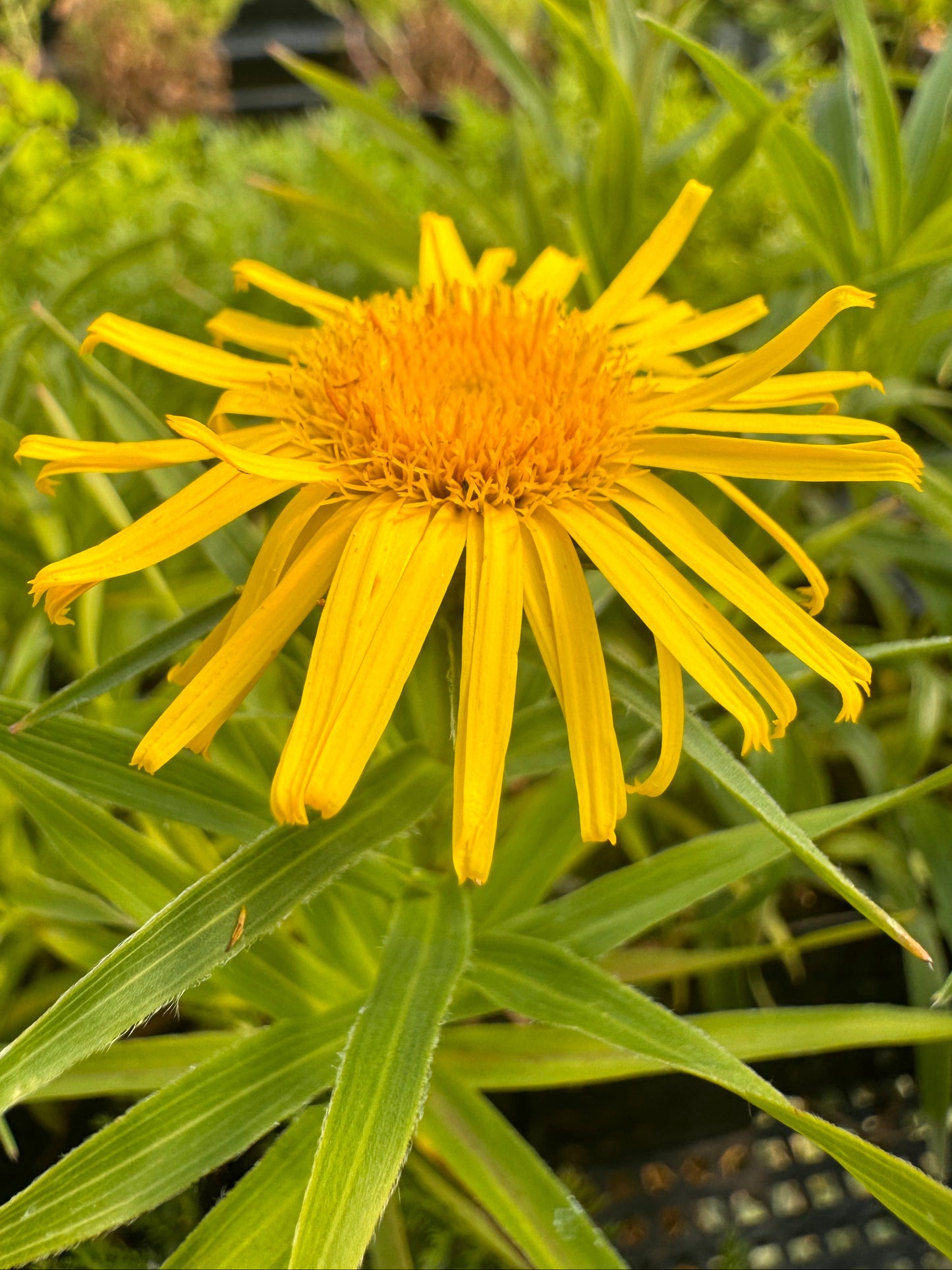 Yellow flower with green leaves in a natural setting