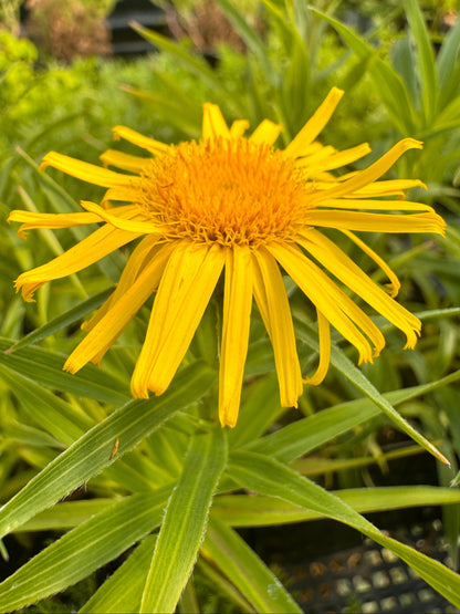 Yellow flower with green leaves in a natural setting