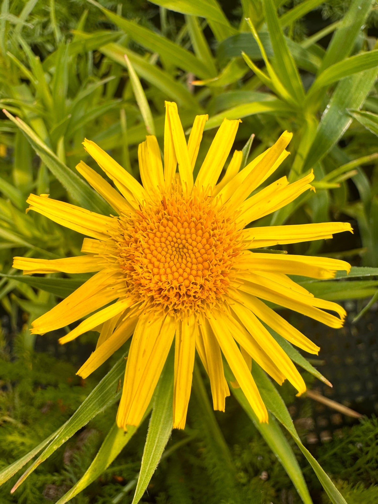 Inula ensifolia (swordleaf Inula)