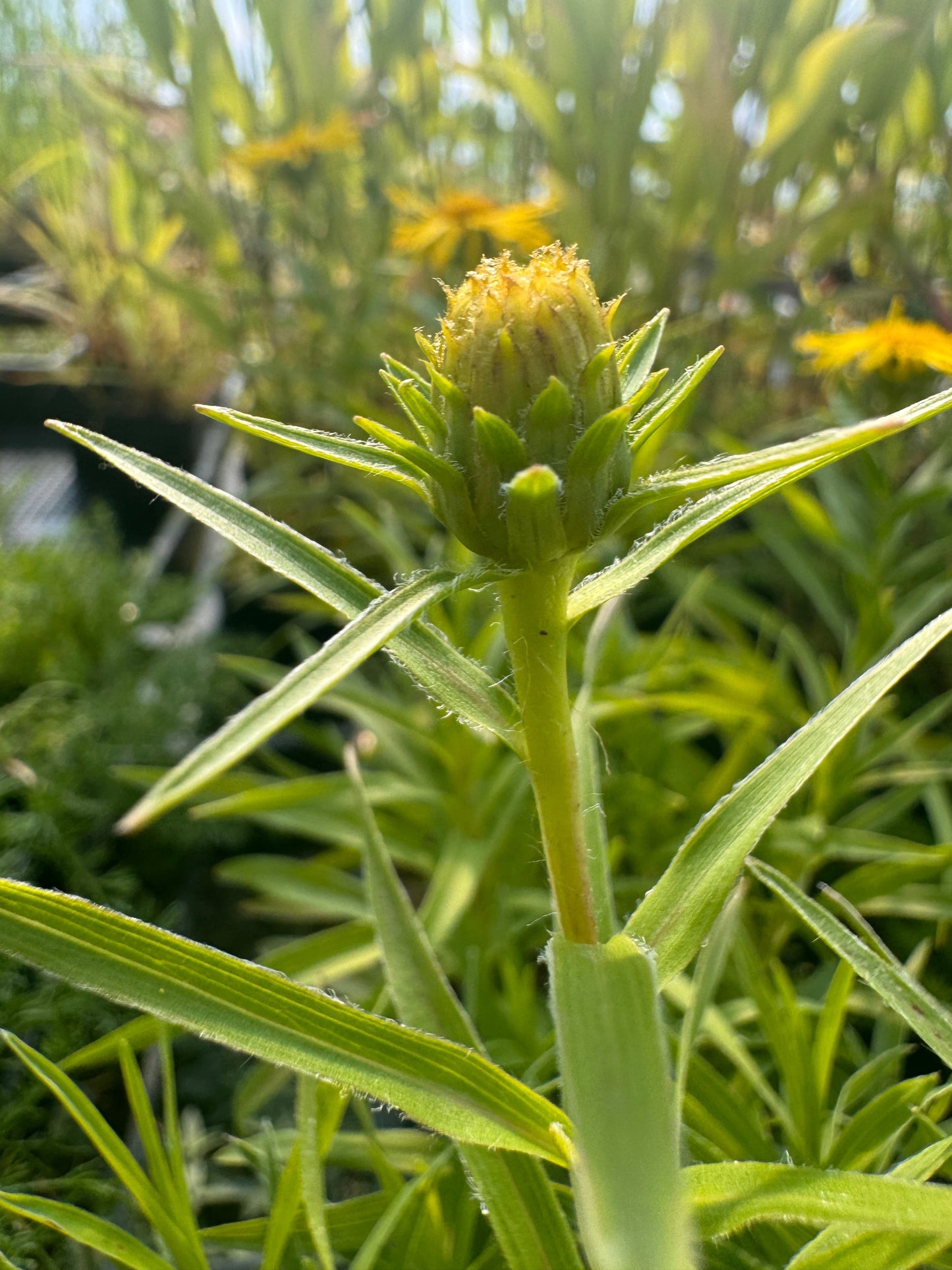Inula ensifolia (swordleaf Inula)