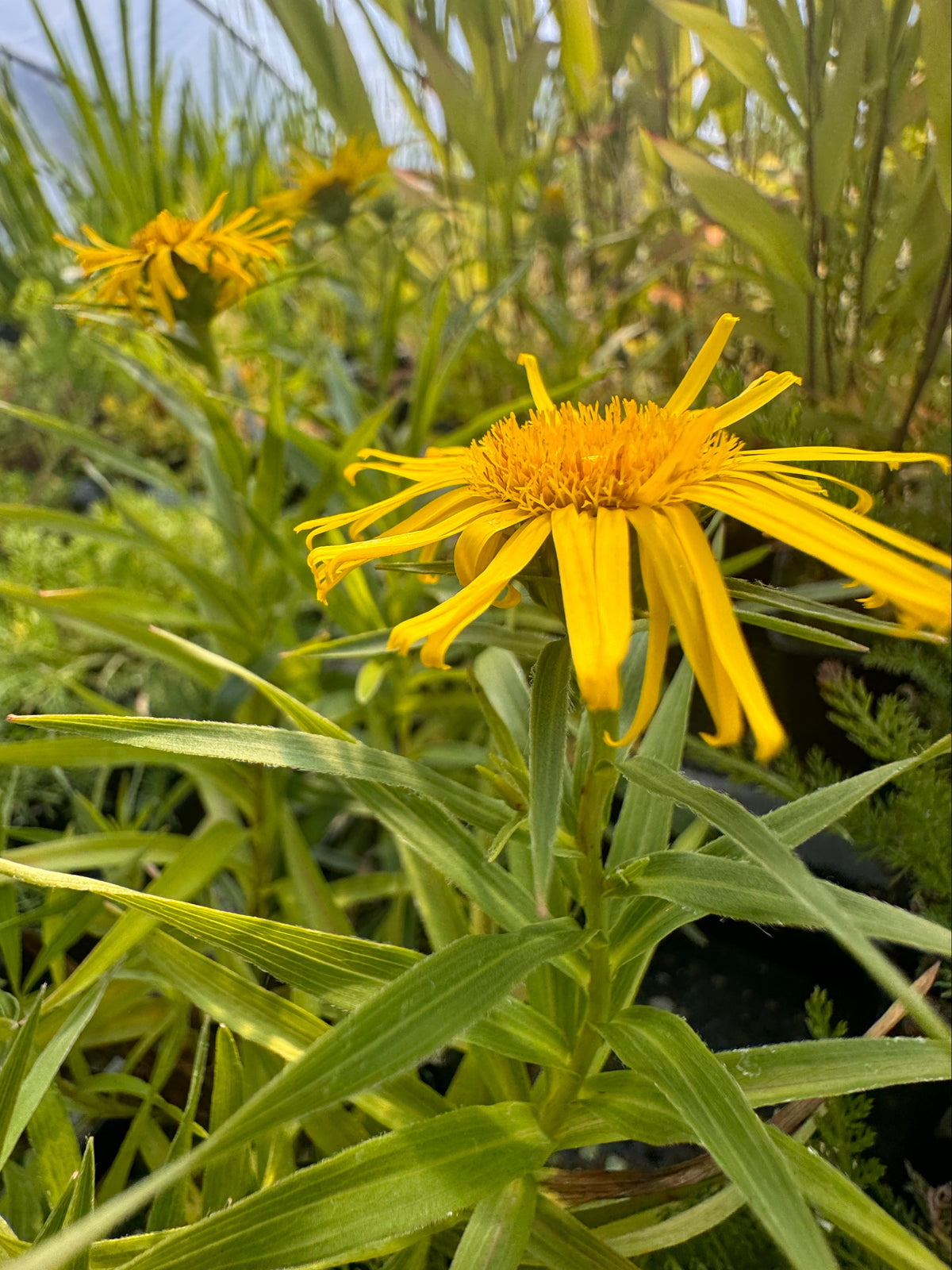 Inula Invasive Swordleaf Inula (Inula ensifolia) | Yellow Summer Perennial – Charsaw Farms
