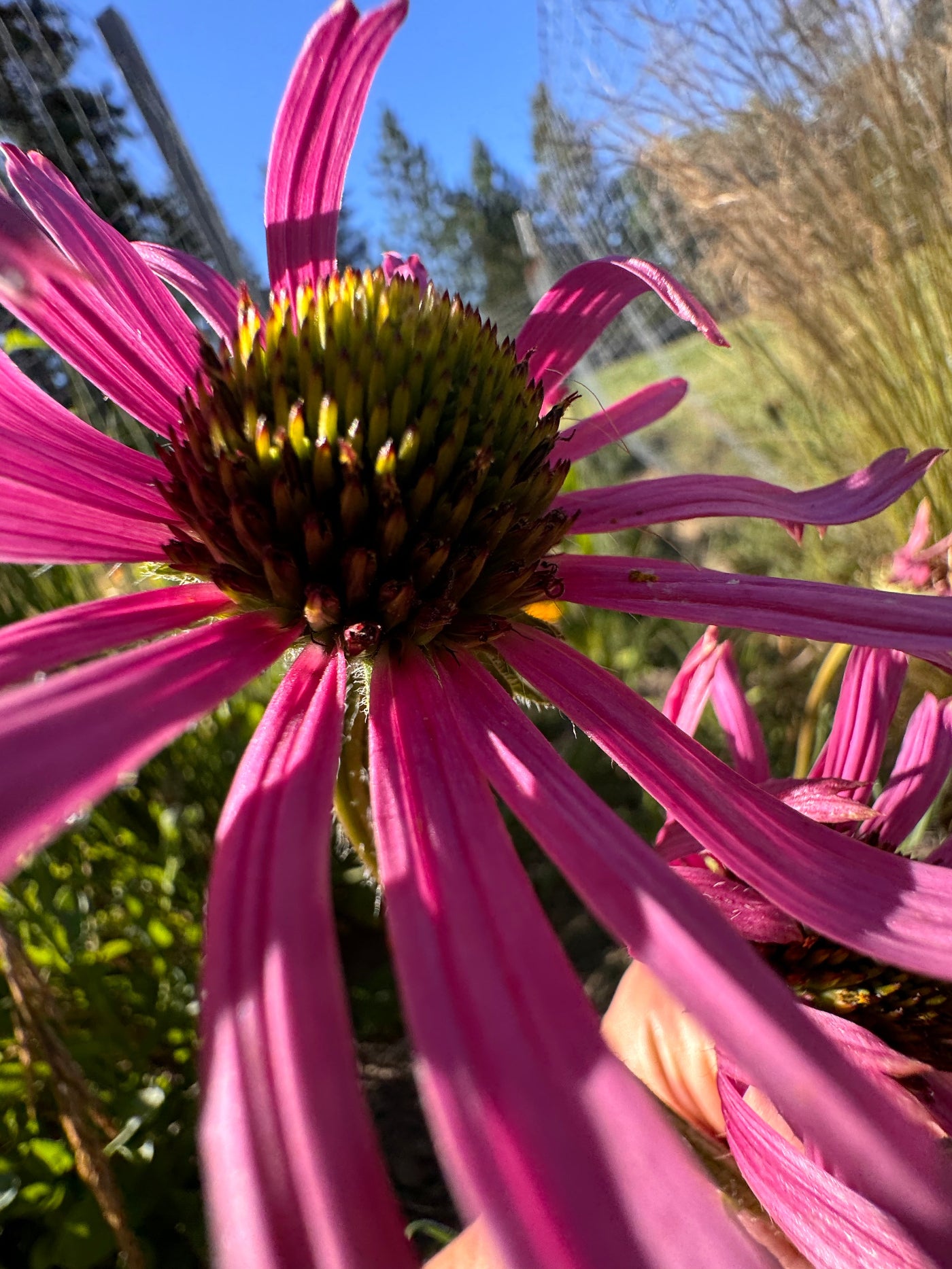 echinacea tennesseensis seeds Tennessee Coneflower (Echinacea tennesseensis)