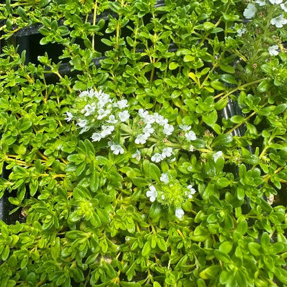 Lemon-scented thyme groundcover closeup of leaves and blooms