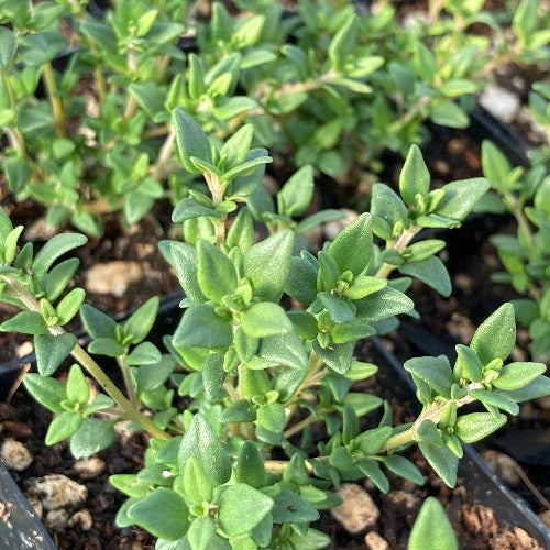 Thymus German Winter Time foliage