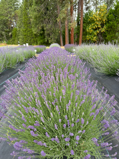 lavender tree b&q Tucker's Early Purple Lavender