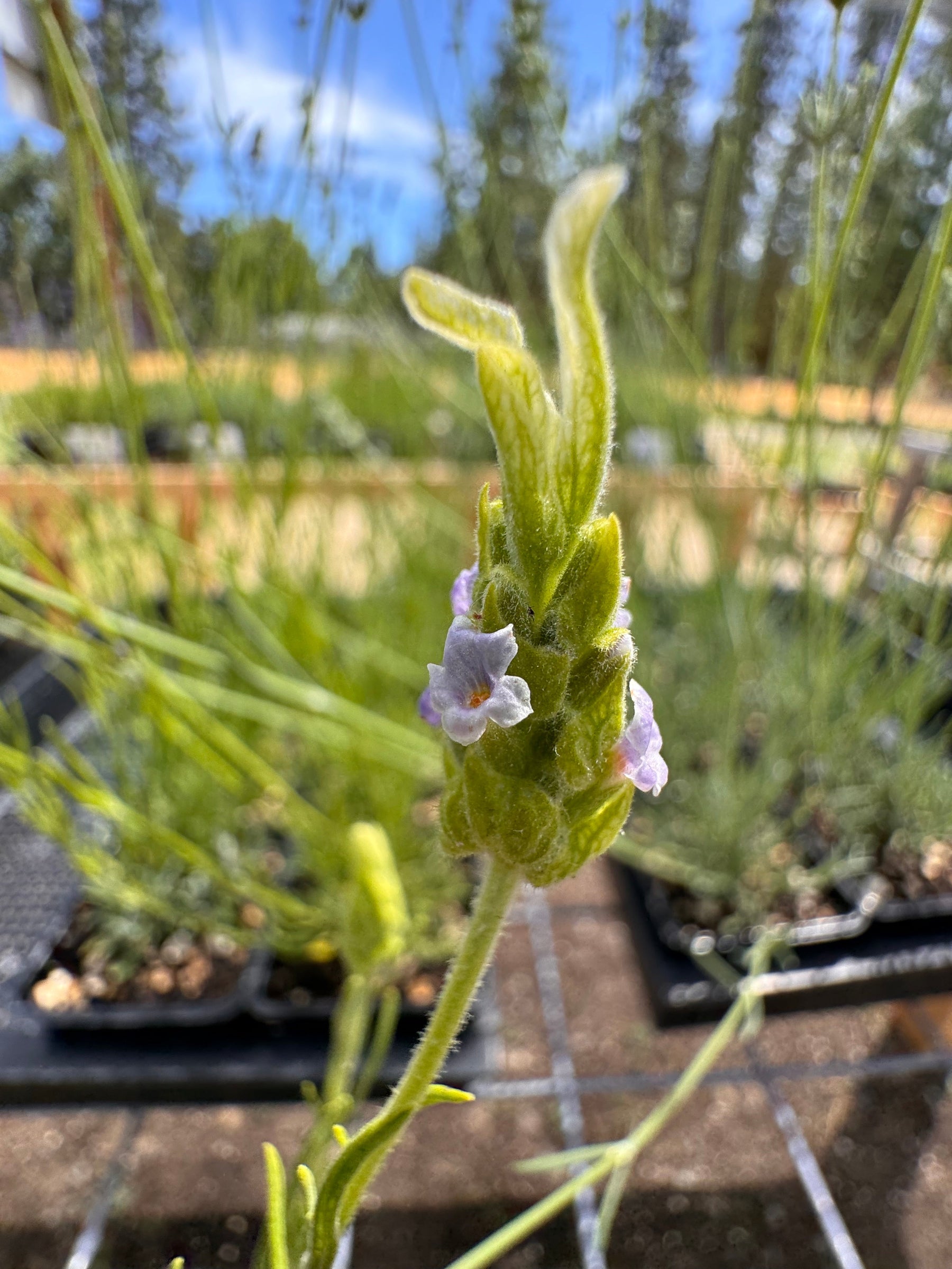 Van Gogh Lavender | Rare Spanish Lavender Plant  Charsaw Farms
