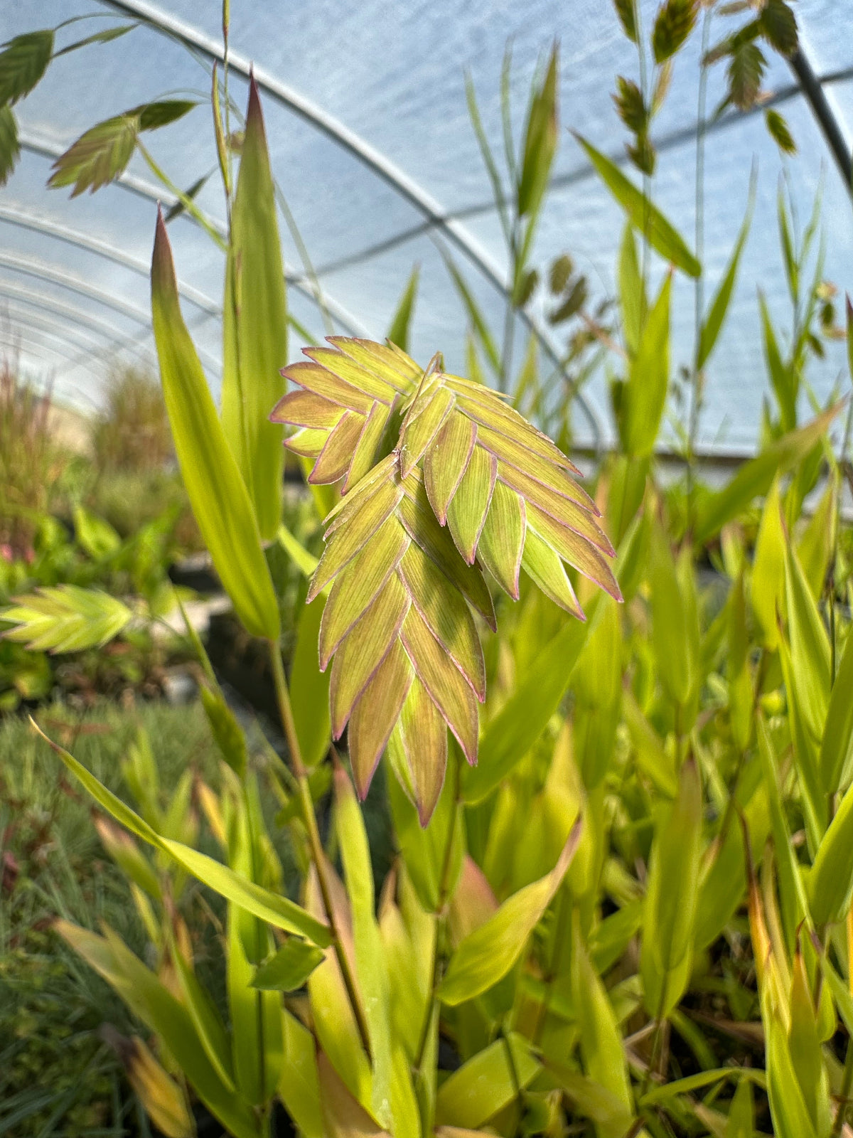Wild oats with soft, drooping seed heads emerging among green blades