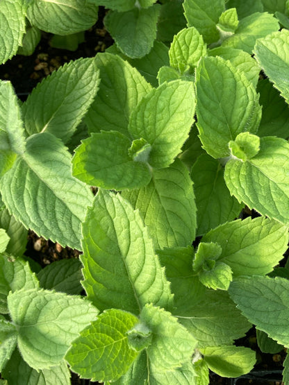 Wolly Applemint foliage close up