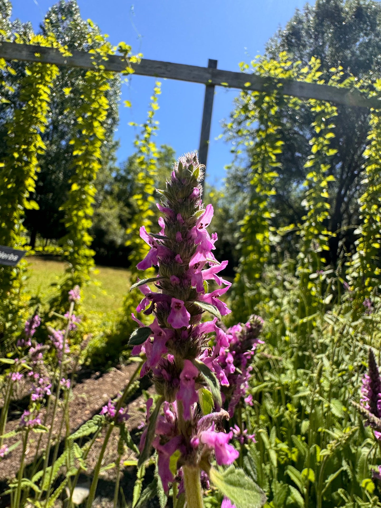 Stachys officinalis (wood betony)