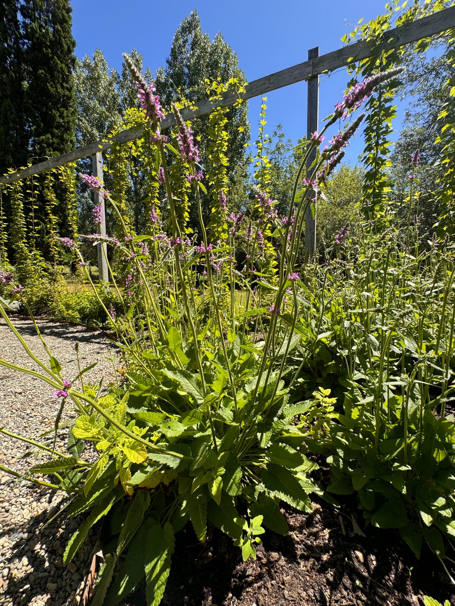 Stachys officinalis (wood betony)