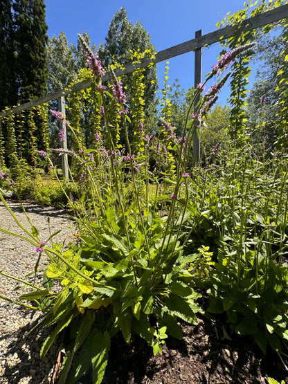 Stachys officinalis (wood betony)
