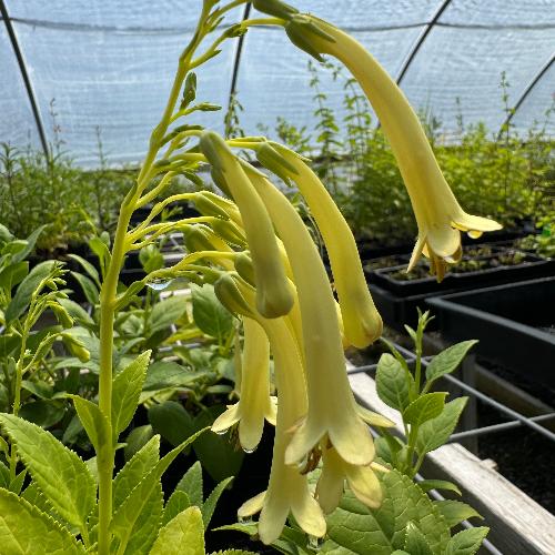 Blooming yellow Trumpet plant in a greenhouse