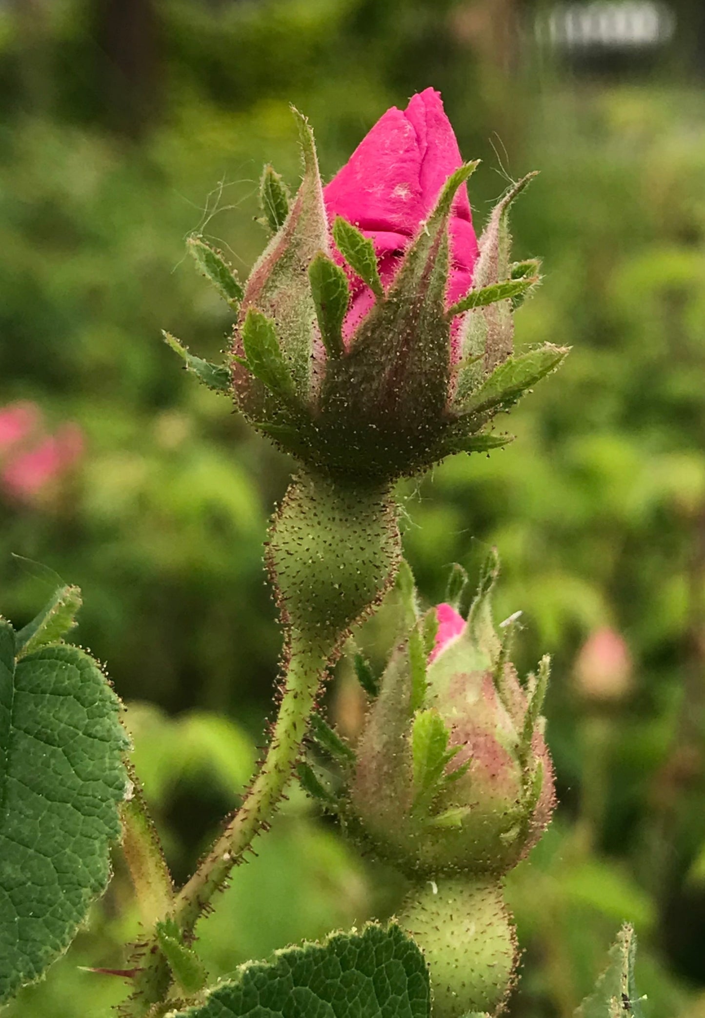 apothecary rose bud