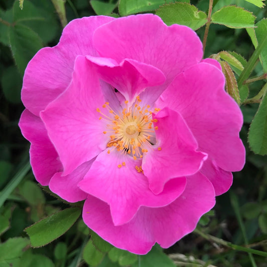 apothecary rose blooming