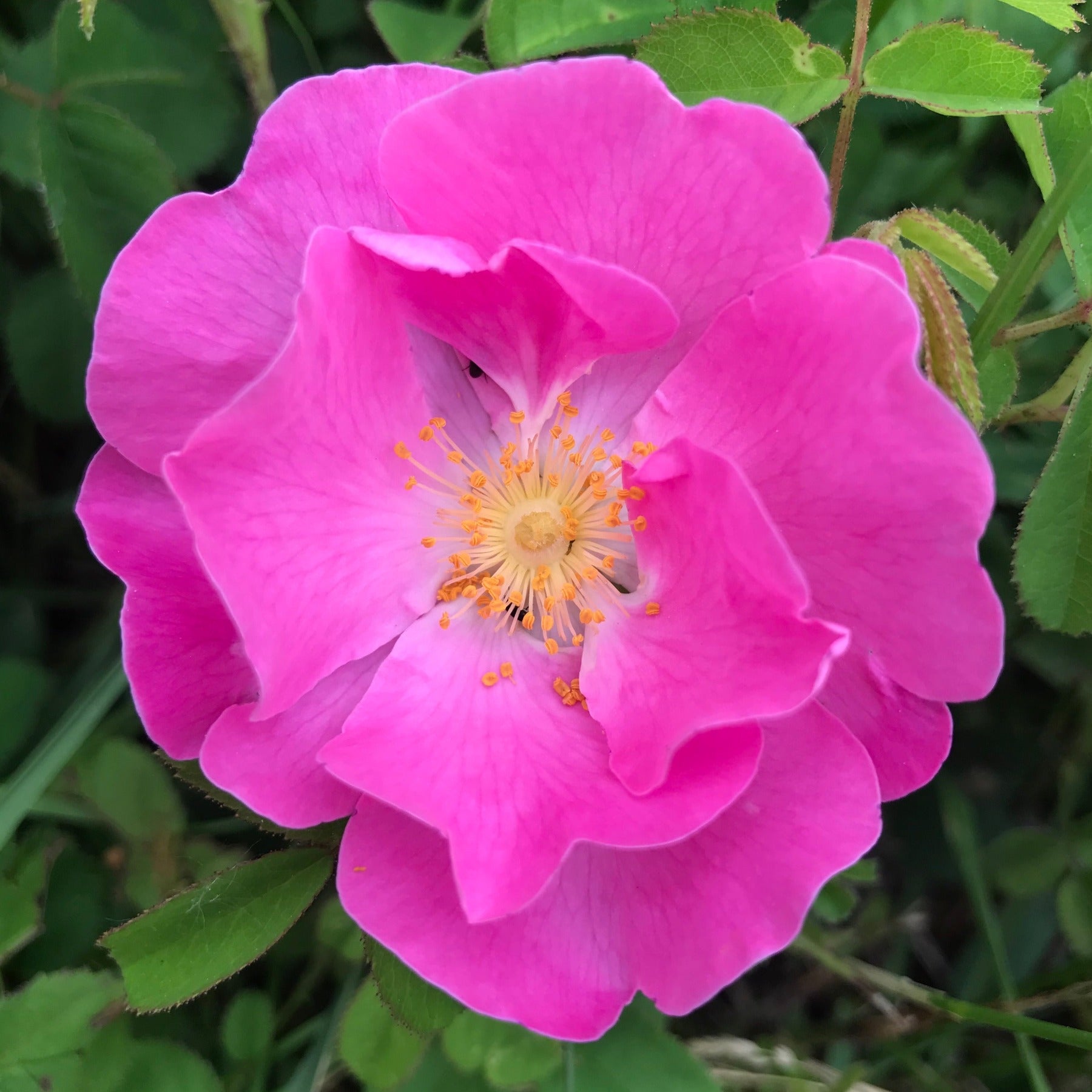 Apothecary Rose (Rosa gallica var. officinalis)