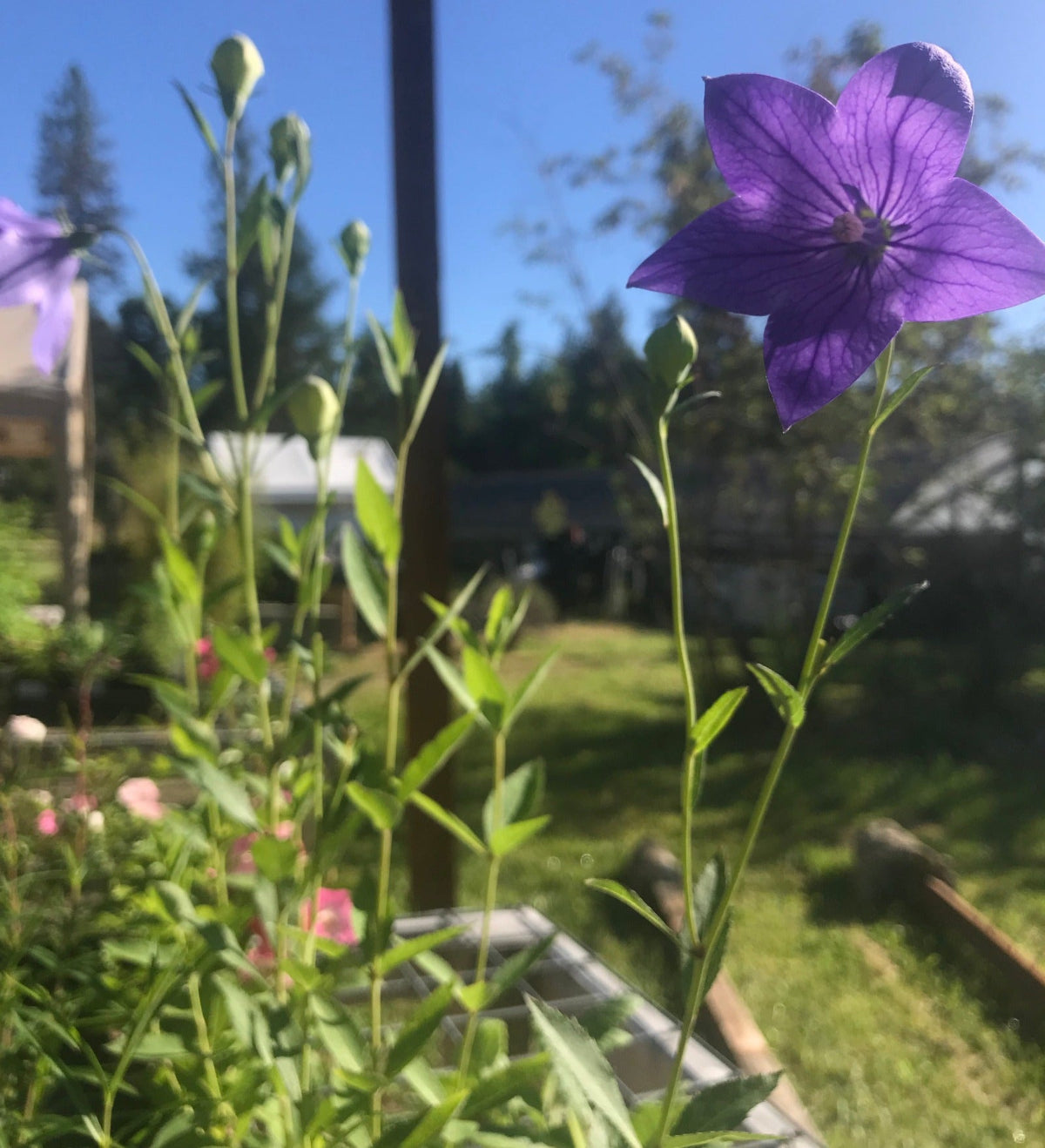 Balloon Flower Plant