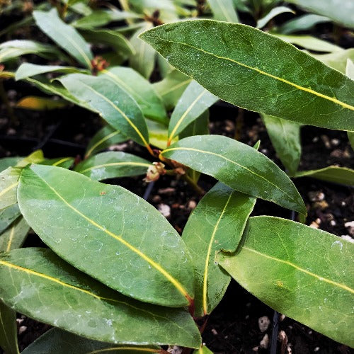 Bay Laurel foliage