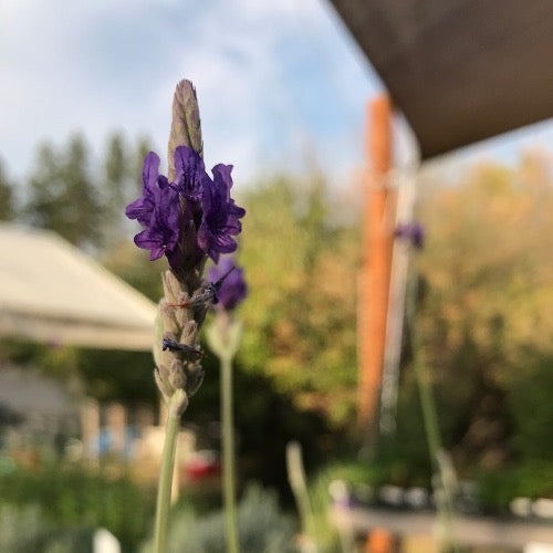 Lavandula Buchii