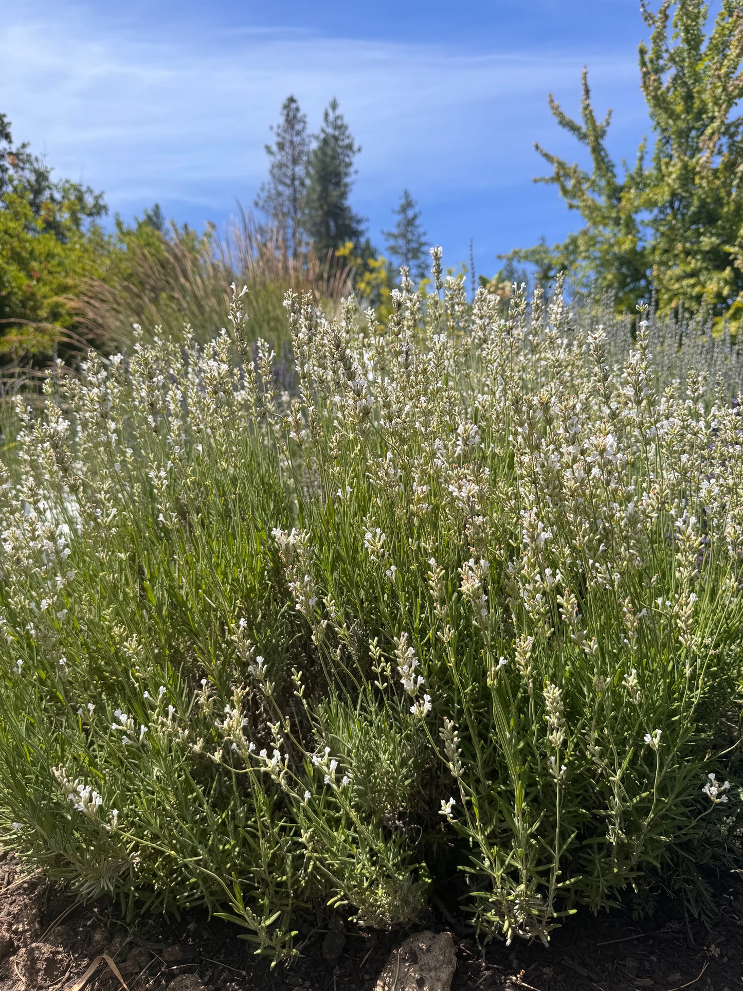 Lavandula angustifolia 'Celestial Star' Lavender