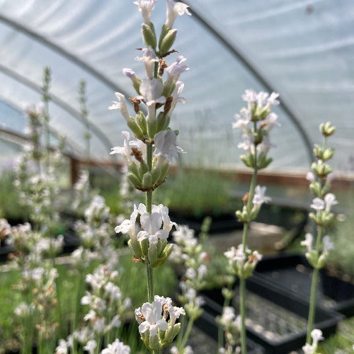 lavender star flower hedge Celestial Star English Lavender Plant