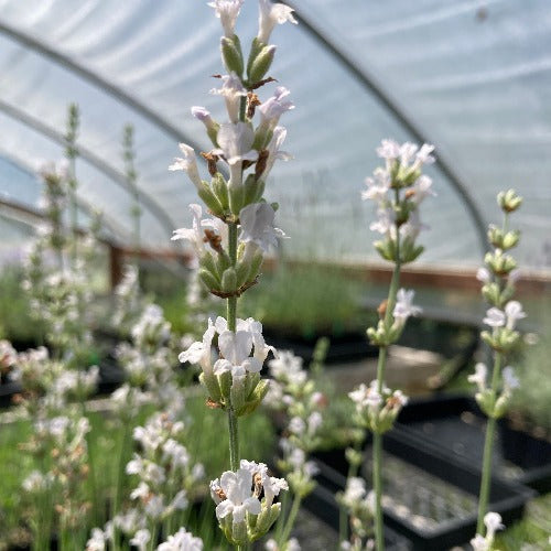 Celestial Star Lavender flower