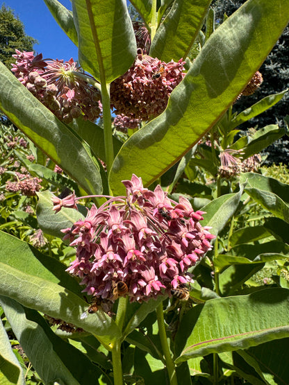 Pink milkweed flowers with green leaves on a sunny day