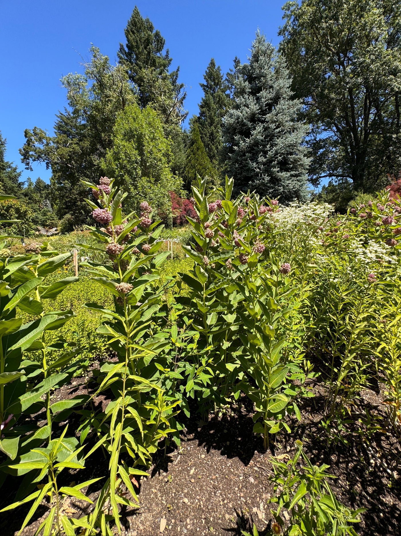 Common milkweed growing in a pollinator garden in full sun